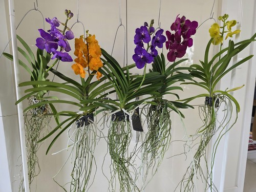 Vanda orchid bloom with - vanda,