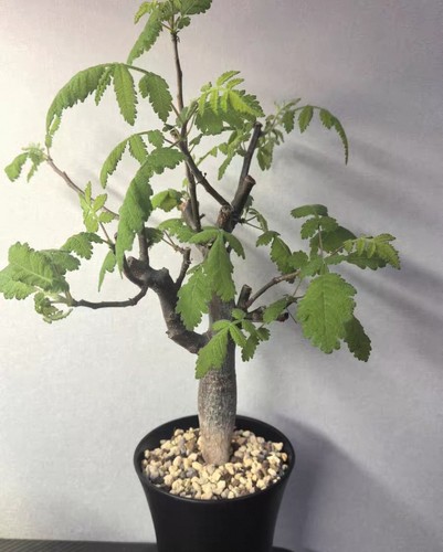 Rare live house plants bursera - live,