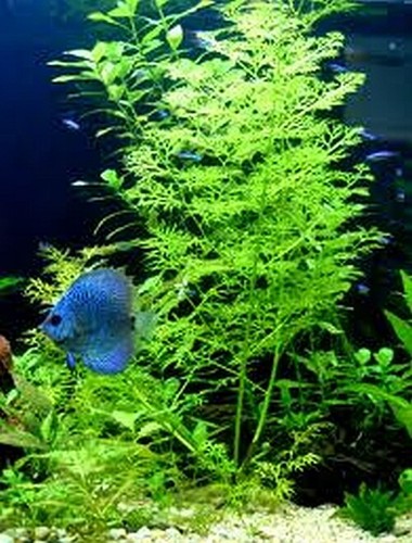 Live aquarium plant water - aquarium,