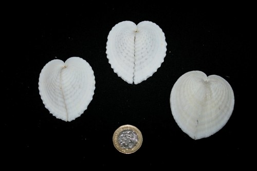 Large heart cockles - large, cockles'