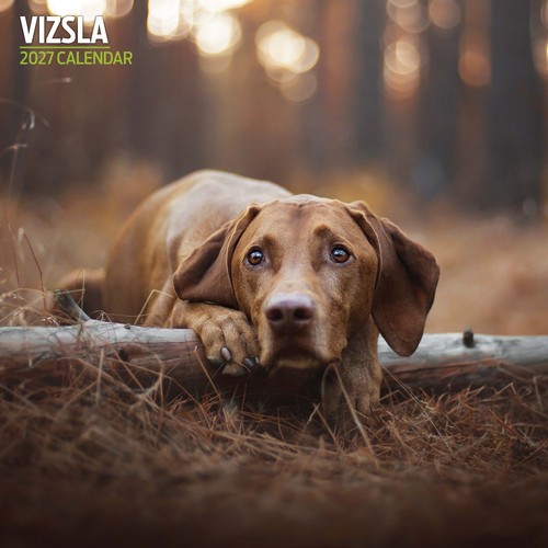 Vizsla 2027 traditional - vizsla,