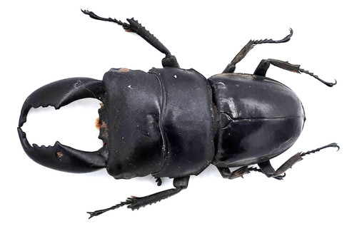 Lucanidae serrognathus - lucanidae,,