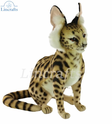 Hansa sitting serval cat - sitting,