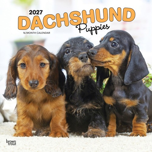 Dachshund puppies 2027 - puppies,