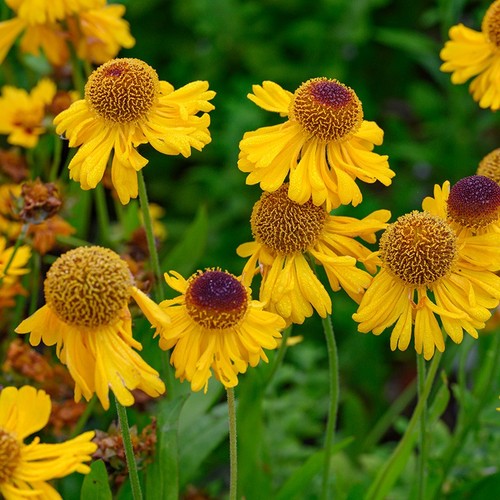 Helenium the bishop young - "the,