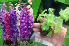 6 X LARGE DELPHINIUM MAGIC