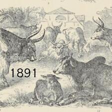 1891 COWS STEER OX THOROUGHBRED AFRICAN ZEBU DURHAM SWISS VICTORIAN ERA PRINT