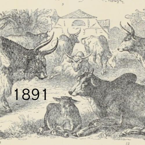 1891 cows steer - 1891,