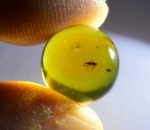 Insect dominican amber - insect, in