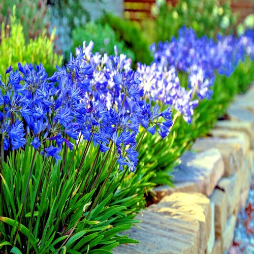 Dwarf blue lily - 25, of