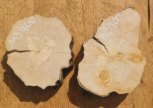 Spalted hornbeam cookie - x2,