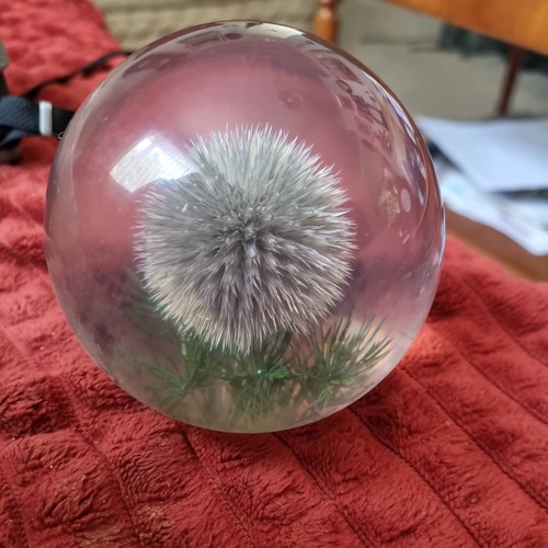 Hippocampus embedments thistle - hippocampus,