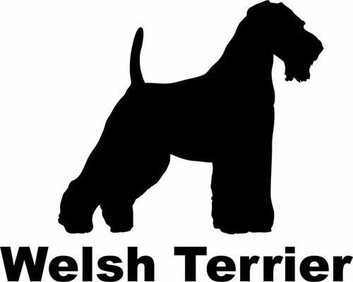 Welsh terrier - welsh,