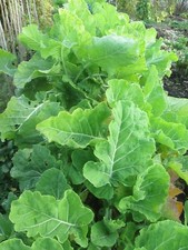 ASTURIAN TREE CABBAGE - HARDY