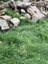 Sandstone Drystone Walling