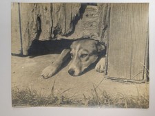 Dog Emerging From Wooden Shed c1960s Large Photo By John P Delaney