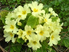 PRIMULA VULGARIS~LIVE PRIMROSE