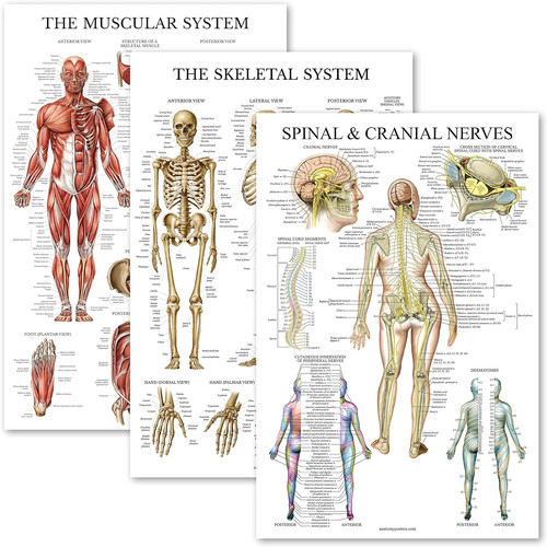 Pack muscular skeletal - uk,
