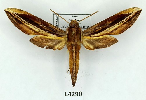Sphingidae xylophanes - sphingidae,,