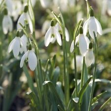 Galanthus Gardens® 100 Single Snowdrops Quality Bulbs (Nivalis) Spring Flowering