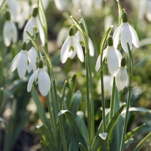 Galanthus gardens single - 50,