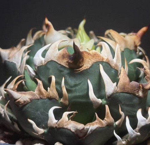 Sale rare plant agave red - agave, 'red
