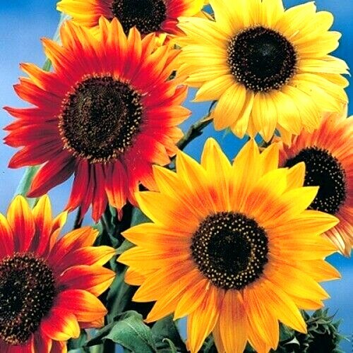Seeds sunflower formula - 40,