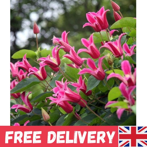 Clematis princess diana - diana, |