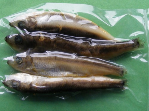 Preserved sea fishing bait - sea,