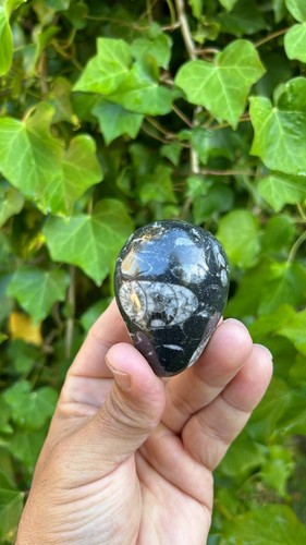 Beautiful polished orthoceras - beautiful,