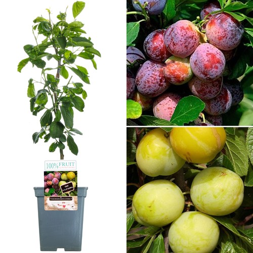 Duo plum patio - duo,