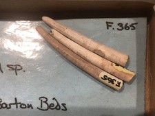 4x Eocene Dentalium bartonense (?) fossils Barton Beds Hampshire 