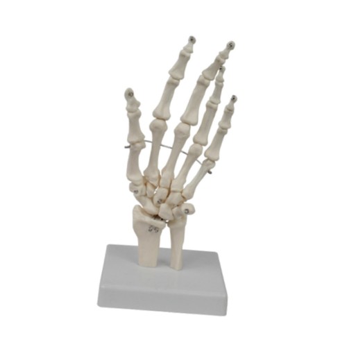 Human hand model - human, anatomical
