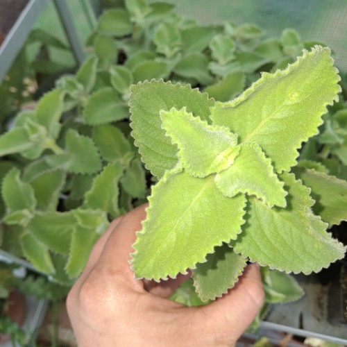 Cuban oregano plant live - oregano,