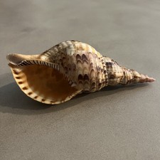 Tritons Trumpet Horn Seashell