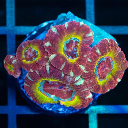 Golden ruby asian acan - ruby,