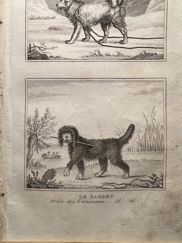 Antique illustration 1835 - illustration,