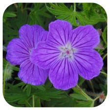 Hardy Geranium sanguineum 'Vision Violet' x 3 Large Plug Plants Hardy Perennial