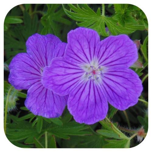 Hardy geranium sanguineum - hardy,