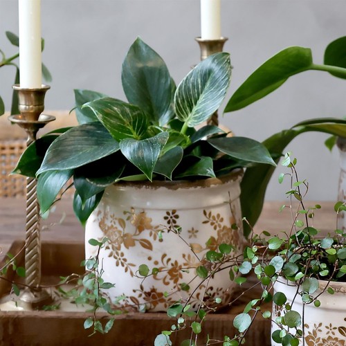 Gold white french flower - gold,