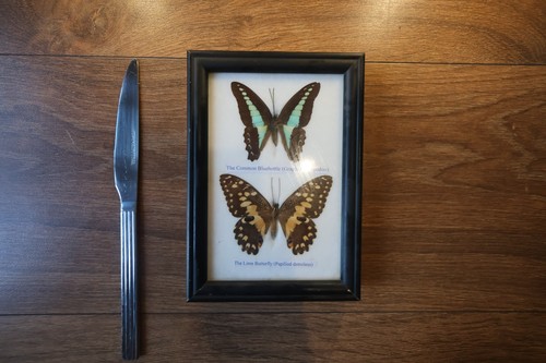 Butterfly taxidermy - butterfly,