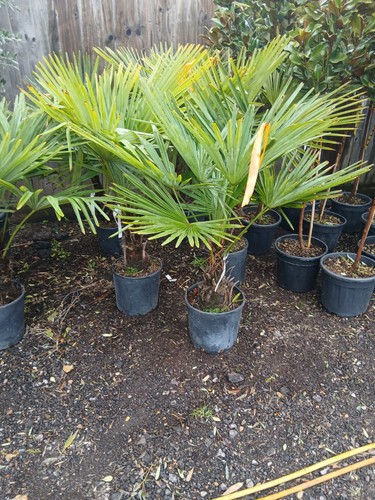 Trachycarpus fortunei fan palm - fan,