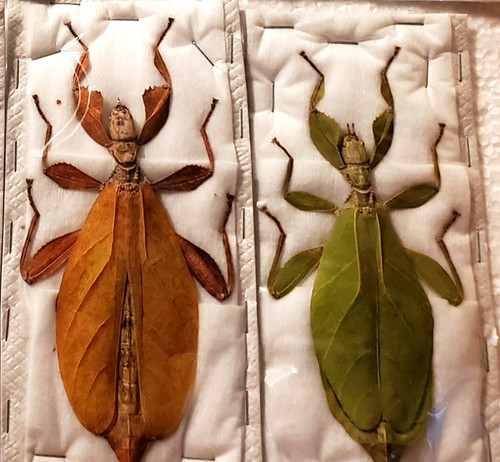 Phyllium tobeloense x large - phyllium,