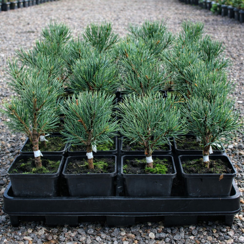 Pinus sylvestris sé - pinus,