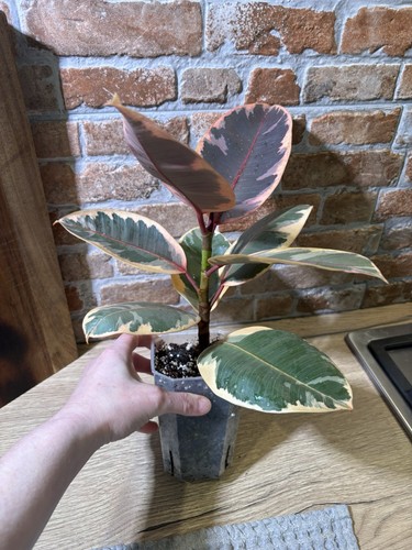 Ficus elastica belize rubber - belize,
