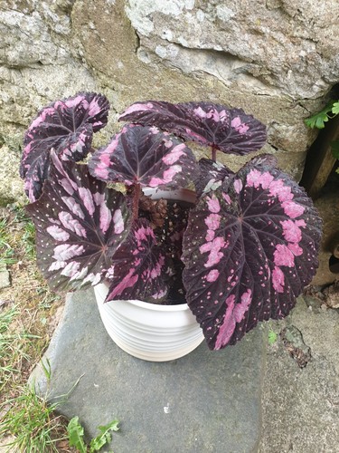 Begonia merry christmas - christmas, young