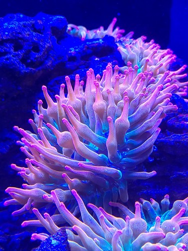 Aquacultured rainbow - aquacultured,
