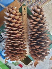 Giant Sugar Pine Cone from CA