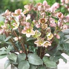 Helleborus Angel Glow Christmas Rose Plant Outdoor Ground Cover Plants Evergreen