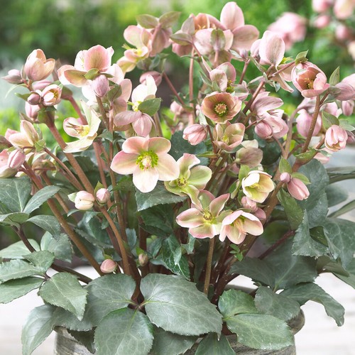 Helleborus angel glow - helleborus,